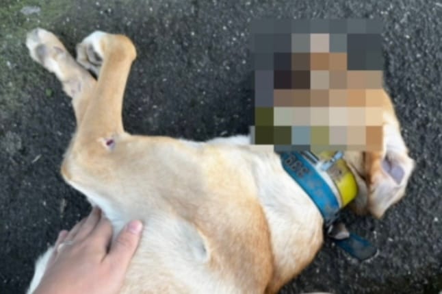 Cane investito: proseguono le indagini, denuncia accolta dal giudice