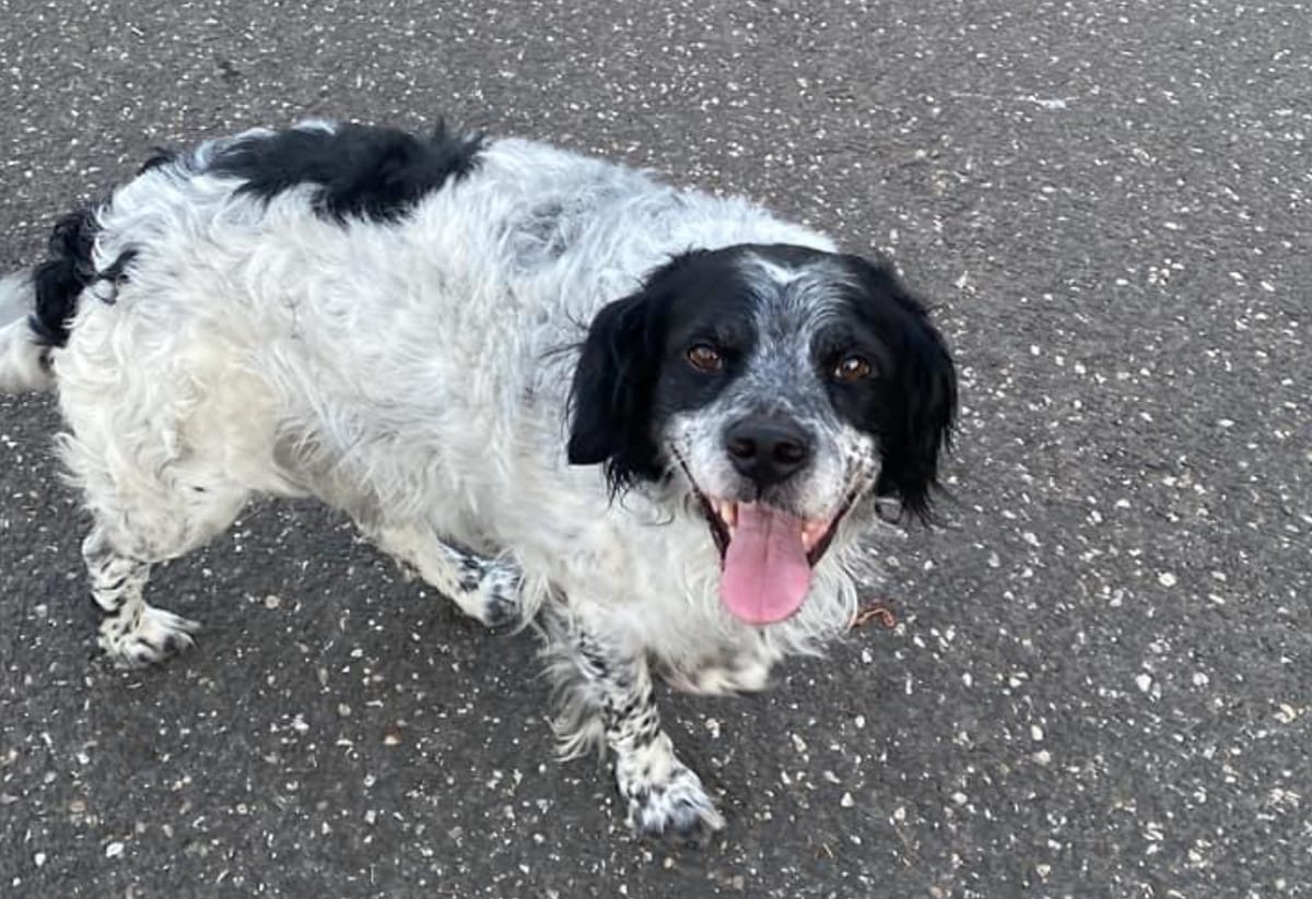 Il cane Ugo divide il gruppo Facebook cittadino