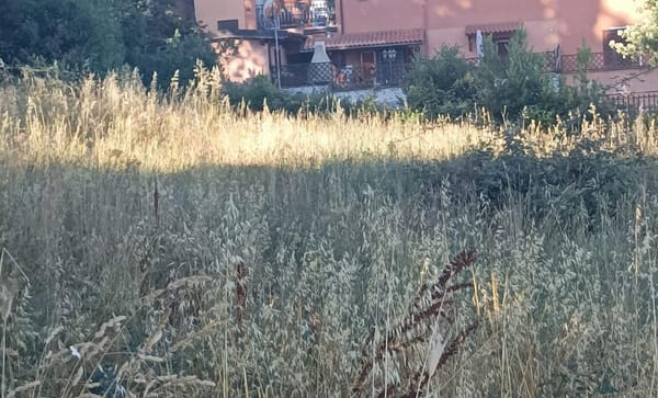 Cittadini preoccupati per il rischio incendi e il decoro urbano