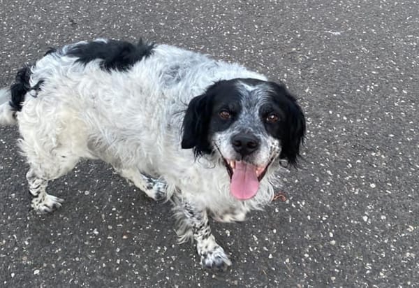 Il cane Ugo divide il gruppo Facebook cittadino