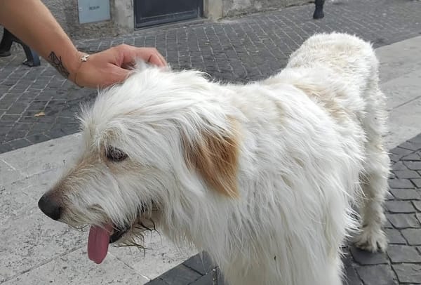 Cane vagante a Monterosi: Polizia Locale rivendica l’intervento, ma una residente smentisce