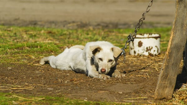 Il Comune introduce il benessere animale nel regolamento: ecco le novità