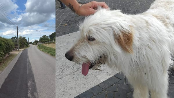 Cane vagante a Monterosi: esposto ai Carabinieri, nessuno reclama il cane che resta al canile