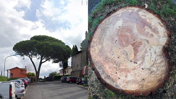 Il pino abbattuto, la lettera di una lettrice