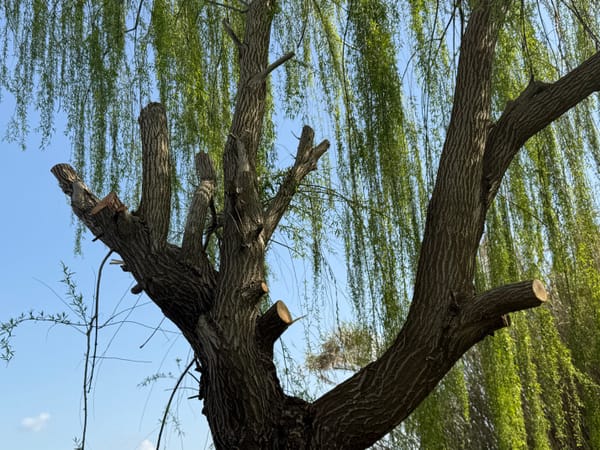 Ignoti recidono rami di due salici al lago di Monterosi: presentata denuncia