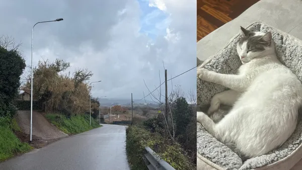 La gatta “Stradina” uccisa sulla strada per TdC: scontro tra cittadina e consigliere