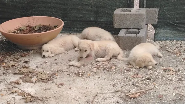 Quattro cuccioli di Maremmano cercano casa: l’appello di una cittadina